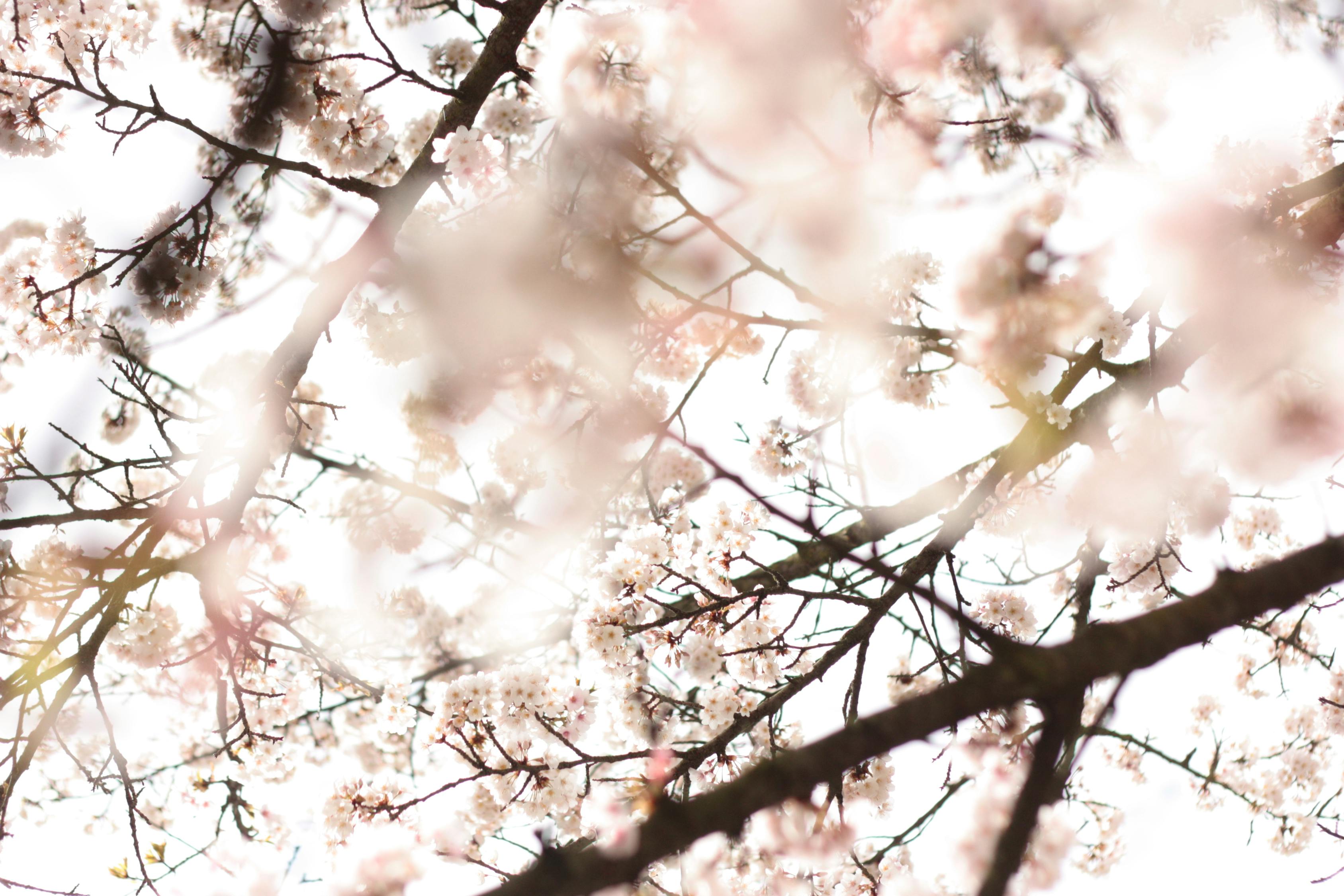 烟雨江南——探寻梅雨季节的诗情画意