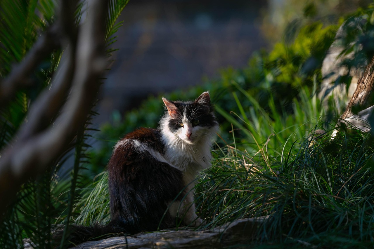 东北版猫和老鼠，经典动画的地域文化碰撞