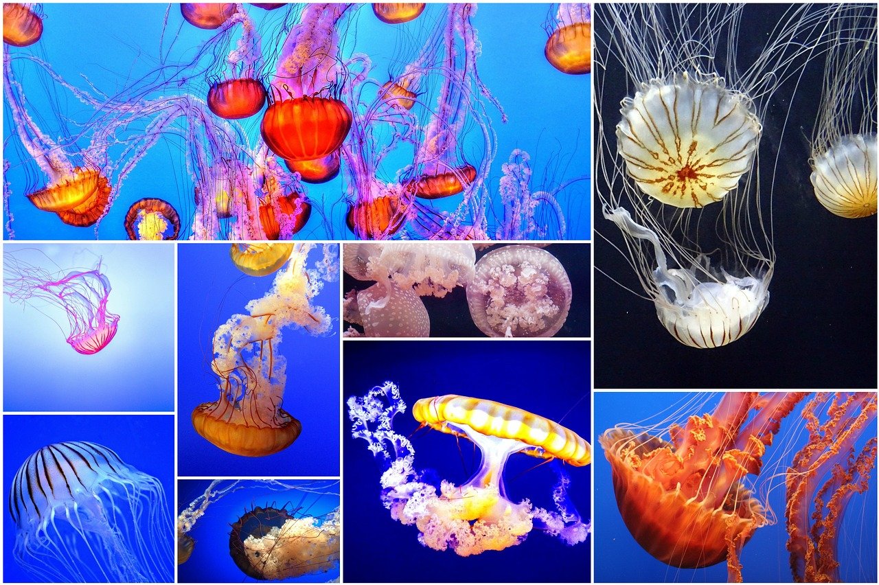 探索科学奥秘，科普知识大全100篇免费带你飞越知识海洋